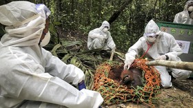 FOTO: Melepas Orang Utan ke Alam Liar Kala Pandemi