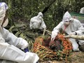 FOTO: Melepas Orang Utan ke Alam Liar Kala Pandemi