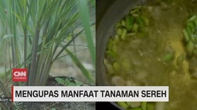VIDEO: Mengupas Manfaat Tanaman Sereh
