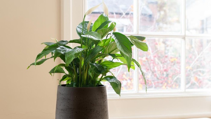 House plant next to a window, in a beautifully designed interior.