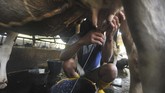 FOTO: Keju di Kaki Gunung Marapi Sumatera Barat Lassy Dairy Farm menjadi salah satu peternakan di kaki Gunung Marapi, Sumatera Barat, yang memproduksi keju mozarella.