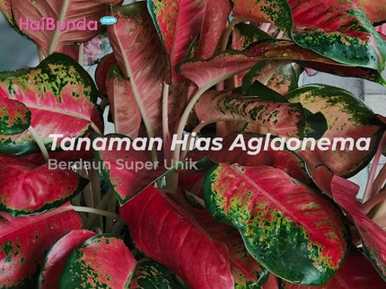 5 Tanaman Hias Aglaonema Berdaun Super Unik