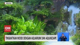 VIDEO: Tingkatkan Mood dengan Aquarium dan Aquascape
