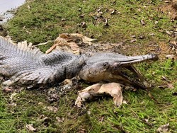 Ikan Aneh Mirip Buaya Gemparkan Warga Singapura
