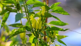 Cara Mudah Menanam Cabe di Polybag