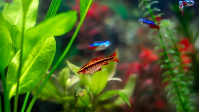 5 Ikan Hias Kecil Air Tawar Yang Cantik Dan Mudah Dipelihara