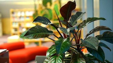 JENIS TANAMAN CALATHEA YANG BISA PERCANTIK RUMAH BUNDA