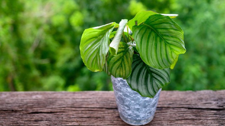 Tanaman hias calathea