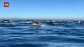 VIDEO: 2.000 Lumba-lumba Melaju di Lepas Pantai California