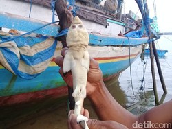 Nelayan NTT Sempat Buang Hiu Berwajah Mirip Manusia karena Takut