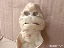 Melihat Penampakan Ikan Hiu Berwajah Mirip Manusia