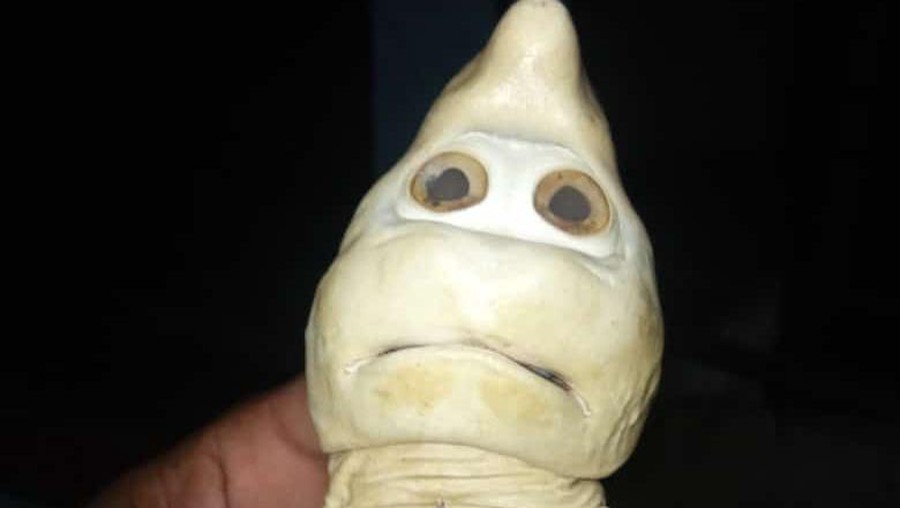 Viral ikan berwajah mirip manusia ditemukan di Rote Ndao, NTT (dok Pribadi) Viral ikan berwajah mirip manusia ditemukan di Rote Ndao, NTT (dok Pribadi)