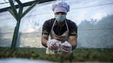 FOTO : Andaliman, Rempah Eksotis dari Tanah Batak Andaliman dikenal sebagai merica batak dan menjadi salah satu rempah yang memiliki jejak sejarah perjalanan bumbu di nusantara dan dunia.