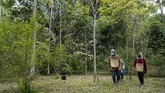 FOTO : Andaliman, Rempah Eksotis dari Tanah Batak Andaliman dikenal sebagai merica batak dan menjadi salah satu rempah yang memiliki jejak sejarah perjalanan bumbu di nusantara dan dunia.