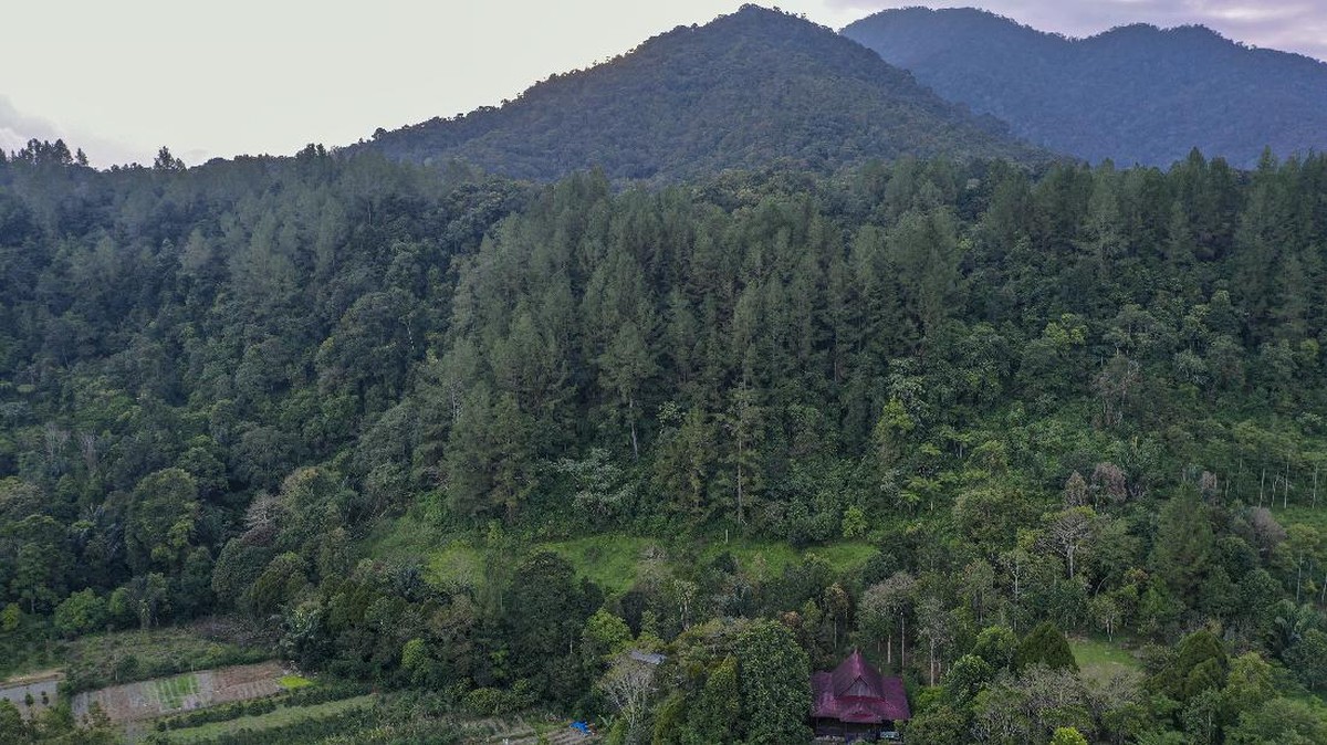FOTO : Andaliman, Rempah Eksotis dari Tanah Batak