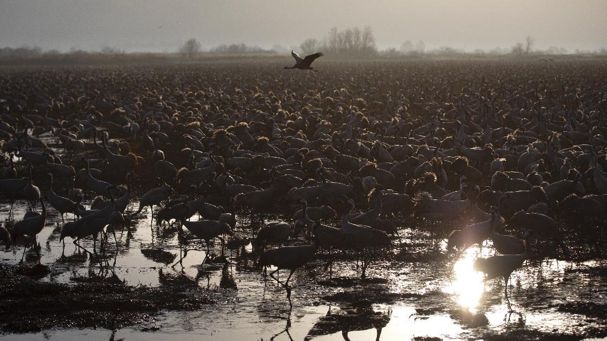 FOTO: Danau di Israel Disinggahi 500 Juta Burung