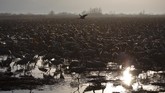 FOTO: Danau di Israel Disinggahi 500 Juta Burung Danau Hula di Israel disinggahi lebih dari 500 juta burung yang bermigrasi dari tempat dingin ke tempat hangat setiap tahunnya.