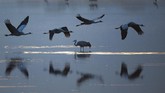 FOTO: Danau di Israel Disinggahi 500 Juta Burung Danau Hula di Israel disinggahi lebih dari 500 juta burung yang bermigrasi dari tempat dingin ke tempat hangat setiap tahunnya.