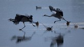 FOTO: Danau di Israel Disinggahi 500 Juta Burung Danau Hula di Israel disinggahi lebih dari 500 juta burung yang bermigrasi dari tempat dingin ke tempat hangat setiap tahunnya.