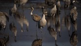 FOTO: Danau di Israel Disinggahi 500 Juta Burung Danau Hula di Israel disinggahi lebih dari 500 juta burung yang bermigrasi dari tempat dingin ke tempat hangat setiap tahunnya.
