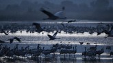 FOTO: Danau di Israel Disinggahi 500 Juta Burung Danau Hula di Israel disinggahi lebih dari 500 juta burung yang bermigrasi dari tempat dingin ke tempat hangat setiap tahunnya.