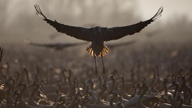 FOTO: Danau di Israel Disinggahi 500 Juta Burung