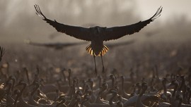 FOTO: Danau di Israel Disinggahi 500 Juta Burung