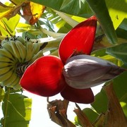 Gak Cuma Buahnya, Ini 7 Manfaat Tidak Terduga Jantung Pisang