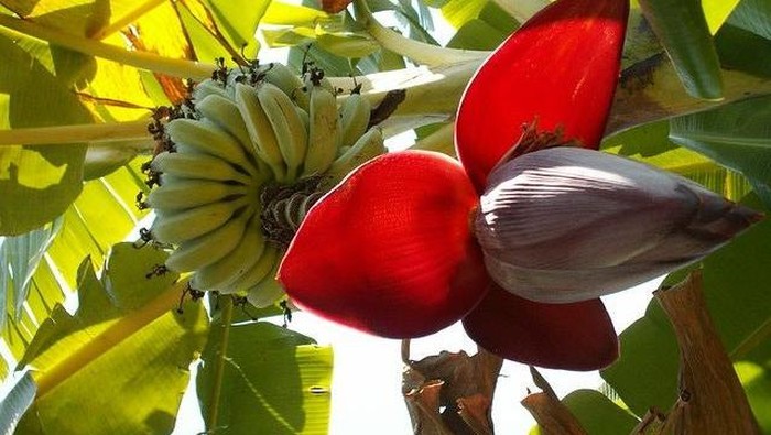 Gak Cuma Buahnya, Ini 7 Manfaat Tidak Terduga Jantung Pisang