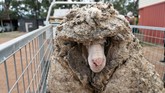 FOTO: Menyelamatkan Baarack, Domba Liar Berbulu 35 Kg Baarack, seekor domba liar dan sakit yang ditemukan di hutan di Australia kini sudah sehat dan menghasilkan bulu setebal 35 kg