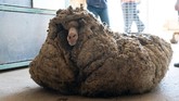 FOTO: Menyelamatkan Baarack, Domba Liar Berbulu 35 Kg Baarack, seekor domba liar dan sakit yang ditemukan di hutan di Australia kini sudah sehat dan menghasilkan bulu setebal 35 kg