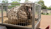 FOTO: Menyelamatkan Baarack, Domba Liar Berbulu 35 Kg Baarack, seekor domba liar dan sakit yang ditemukan di hutan di Australia kini sudah sehat dan menghasilkan bulu setebal 35 kg