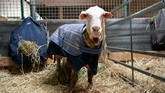 FOTO: Menyelamatkan Baarack, Domba Liar Berbulu 35 Kg Baarack, seekor domba liar dan sakit yang ditemukan di hutan di Australia kini sudah sehat dan menghasilkan bulu setebal 35 kg
