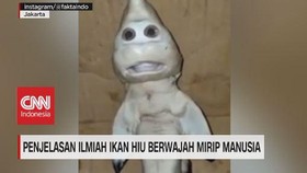 VIDEO: Penjelasan Ilmiah Ikan Hiu Berwajah Mirip Manusia