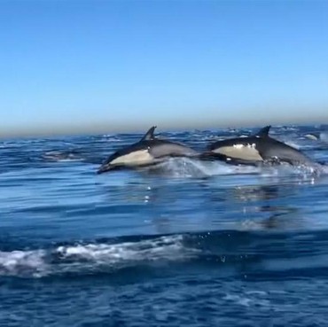 Viral Lumba-lumba Menangis dan Terluka karena Terdampar di Natuna