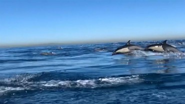 Viral Lumba-lumba Menangis dan Terluka karena Terdampar di Natuna