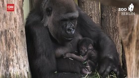 VIDEO: Pertama Kali Dalam 16 Tahun Bayi Gorila Lahir