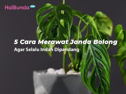 5 Cara Merawat Janda Bolong Agar Selalu Indah Dipandang