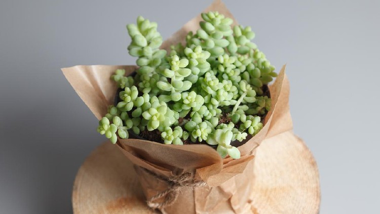 Sedum Morganianum succulent plant isolated on gray background
