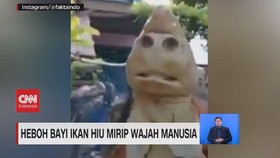 VIDEO: Heboh Bayi Ikan Hiu Mirip Wajah Manusia