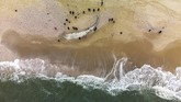 NYALANG: Mata-mata Pengejar Semesta Dalam foto pilihan CNNIndonesia.com pekan ini, ada ikan paus yang terdampar, elang emas pemburu, serta muntahan lahar Gunung Etna.