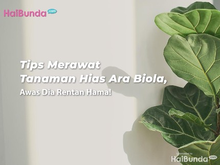 Tips Merawat Tanaman Hias Ara Biola, Awas Dia Rentan Hama!