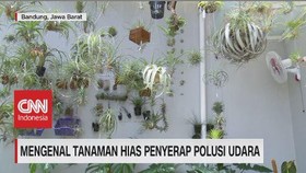 VIDEO: Mengenal Tanaman Hias Penyerap Polusi Udara