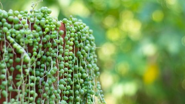 TANAMAN HIAS UNTAIAN MUTIARA HINGGA GRAPE IVY