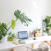Agar Nyaman saat WFH, Percantik Meja Kerja dengan 5 Tanaman Hias Air Ini Yuk!