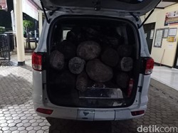 Parah, 11 Sono Keling  Hasil Pembalakan Liar Diangkut Pakai Mobil Siaga Desa