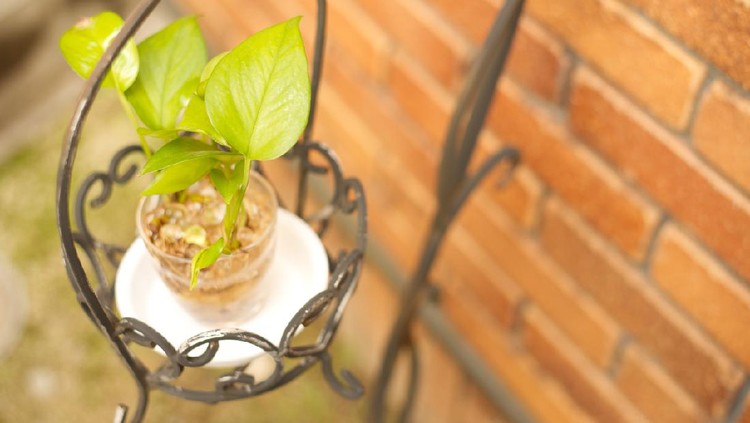 A pothos is put.