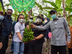 Kabupaten Lumajang Jadi Pilot Project Pengembangan Hutan Sosial