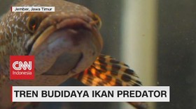 VIDEO: Tren Budidaya Ikan Predator