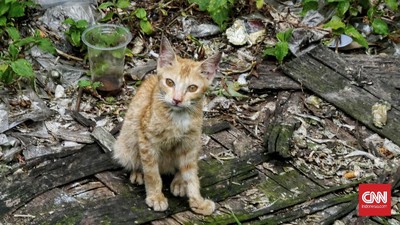 Polisi Selidiki Dugaan Pria Bunuh Kucing di Serpong
